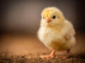 A fluffy yellow baby chick standing on soft dirt with a blurred brown background, capturing its tiny features and curious Royalty Free Stock Photo