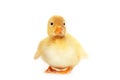 Fluffy yellow baby duckling Royalty Free Stock Photo