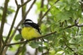 Fluffy yellow and black bird perched in a tree Royalty Free Stock Photo