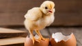 Tiny Yellow Chick Standing on Broken Eggshell in the Springtime Royalty Free Stock Photo
