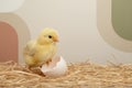 Fluffy Yellow Chick Stands Beside Broken Eggshell On Hay Royalty Free Stock Photo