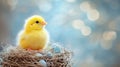 A Fluffy Yellow Chickling Nestled In A Nest With Eggs Royalty Free Stock Photo