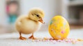 Fluffy Yellow Duckling Beside a Decorated Pastel Yellow Easter Egg Royalty Free Stock Photo