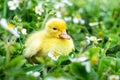Fluffy Yellow Duckling In The Garden Among Grass And Strawberry Flowers
