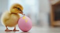 Fluffy Yellow Duckling with Pink Easter Egg Royalty Free Stock Photo