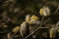 Fluffy yellow goat willow catkins, Salix caprea or pussy willow, blooming in springtime Royalty Free Stock Photo