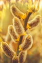 Fluffy yellow grey catkins willow Royalty Free Stock Photo