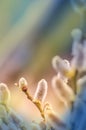 Willow branches with fluffy pussy-willow buds Royalty Free Stock Photo