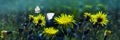 Fluffy yellow heads of the dandelion in a meadow of dark blue and green grass. White butterflies fly over the flowers. Royalty Free Stock Photo