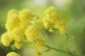 Fluffy Yellow Meadow Rue. Thalictrum Sppeciosissimum Royalty Free Stock Photo