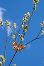 Fluffy yellow willow flower head. Spring willow with peacock eye butterfly. Willow twigs on a soft blue sky background in spring. Royalty Free Stock Photo