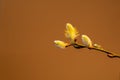 Fluffy yellow willow twigs above brown background. Willow catkins without shadow. Spring concept.