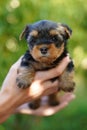 A fluffy Yorkshire terrier puppy sits in the guy\'s arms looking at the camera Royalty Free Stock Photo