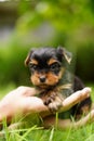 A fluffy Yorkshire terrier puppy sits in the guy\'s arms looking at the camera Royalty Free Stock Photo