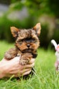 A fluffy Yorkshire terrier puppy sits in the guy\'s arms looking at the camera Royalty Free Stock Photo