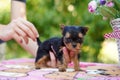 A fluffy Yorkshire terrier puppy sits in the guy\'s arms looking at the camera Royalty Free Stock Photo