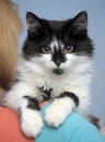 Fluffy young black with white cat