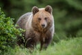 Fluffy young brown bear, ursus arctos, in summer.