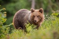 Fluffy young brown bear, ursus arctos, in summer at sunset.