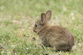 Fluffy young brown rabbit sitting eating grass