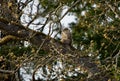 Fluffy young Great Horned Owl sits in open on Garry Oak tree in evening sun, Royalty Free Stock Photo