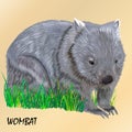 Fluffy young motley wombat on the grass, isolated Royalty Free Stock Photo