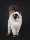 Ragdoll cat on black background Royalty Free Stock Photo