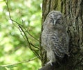 Tawny owlet asleep in the daytime