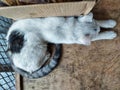 flufy white cat relaxing on a wooden table Royalty Free Stock Photo