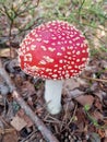 Amanita phalloides Royalty Free Stock Photo