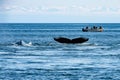 Fluke and back of humpbacks with a little fishing boat in the background - glacier Bay - Alaska