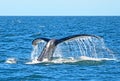 Fluke of diving Humpback Whale, Megaptera novaeangliae