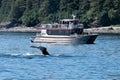 Fluke of an Humpback in front of a whale watching boat into the blue water of the Glacier Bay, Alaska Royalty Free Stock Photo