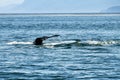 a submerging humpback with its fluke - Glacier Bay - Alaska