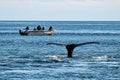 Fishing boat close to an humpback and its Fluke - Glacier Bay - Alaska