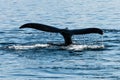 Fluke of an humpback