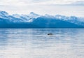 The fluke of a Humpback whale as it dives in Alaska Royalty Free Stock Photo