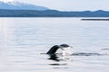 The fluke of a Humpback whale as it dives in Alaska Royalty Free Stock Photo