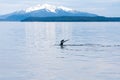 The fluke of a Humpback whale as it dives in Alaska Royalty Free Stock Photo