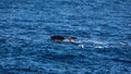 Sperm whale fluke in the Atlantic Ocean Royalty Free Stock Photo