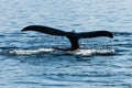 Fluke of a submerging Humpback Royalty Free Stock Photo
