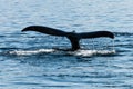 Fluke of a submerging Humpback