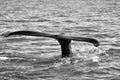 A fluke or tail fin of a humpback whale in black and white