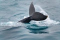 Fluke, Whale Tail in Southern Ocean, Antarctica Royalty Free Stock Photo