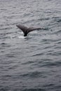 Flukes Of Humpback Whale Above Water Monterey California Royalty Free Stock Photo