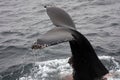 Flukes out of water humpback whale barnacles Royalty Free Stock Photo