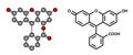 Fluorescein fluorescent molecule