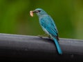 A Fluorescence Blue Verditer Flycatcher