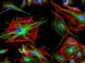 Fluorescence Microscope image of cells undergoing mitosis Royalty Free Stock Photo