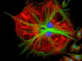 Fluorescence Microscope image of cells undergoing mitosis